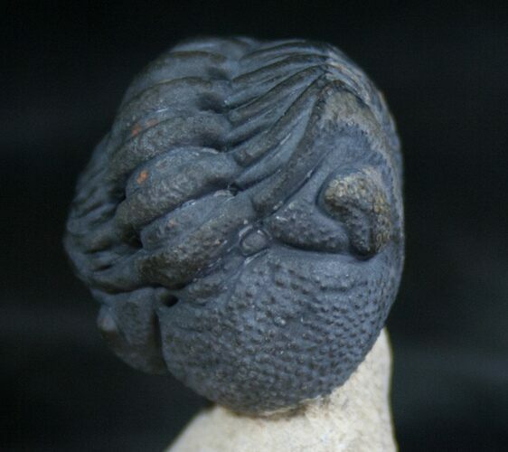 Enrolled Phacops Trilobite From Foum Zguid #8143